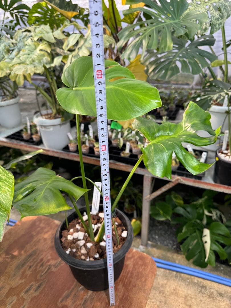 モンステラ　デリシオーサ　抹茶斑入り　グリーンオングリーン　美遺伝子株