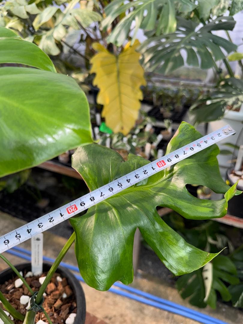 モンステラ　デリシオーサ　抹茶斑入り　グリーンオングリーン　美遺伝子株