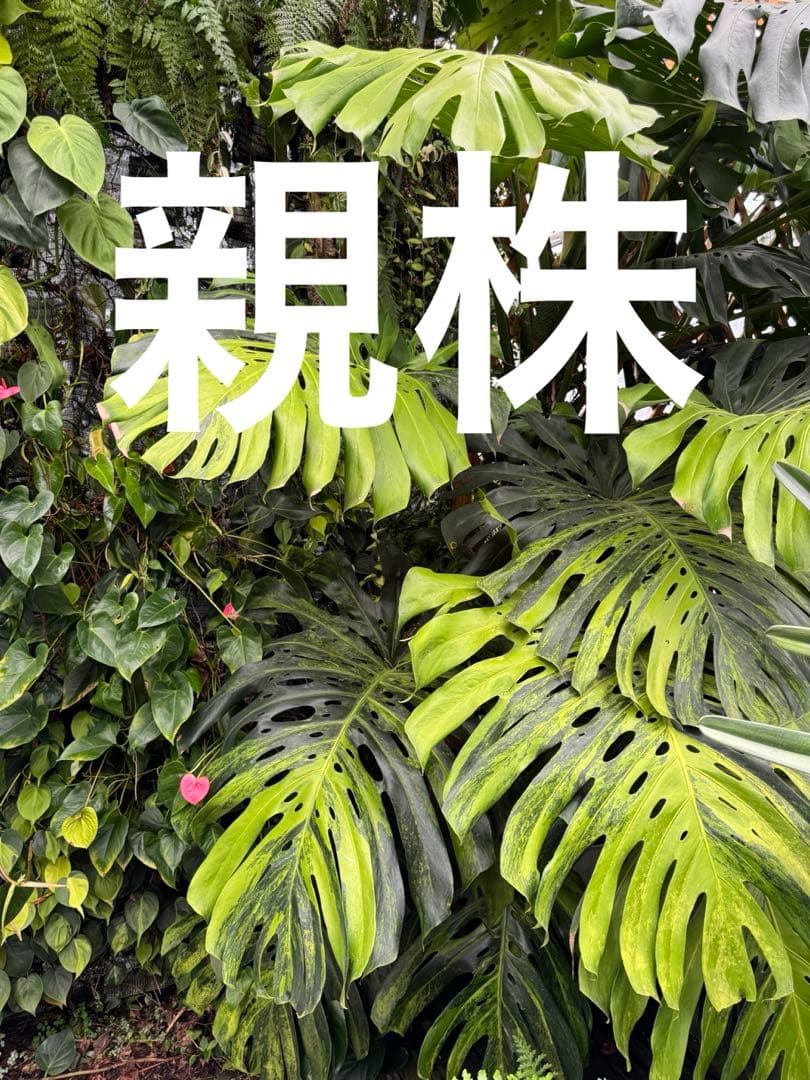 モンステラ　デリシオーサ　抹茶斑入り　グリーンオングリーン　美遺伝子株