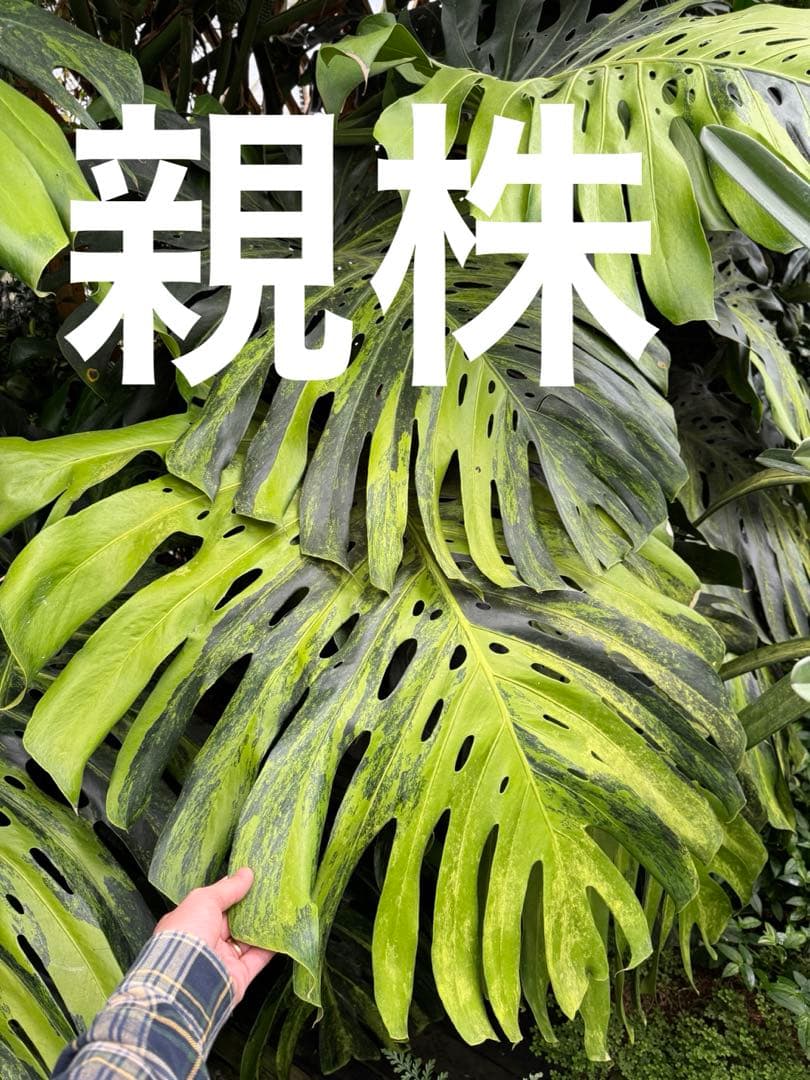 モンステラ　デリシオーサ　抹茶斑入り　グリーンオングリーン　美遺伝子株