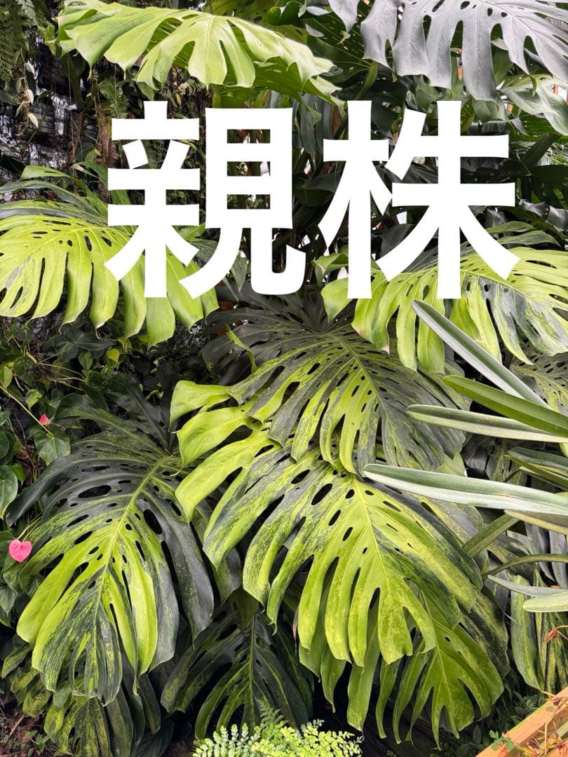 モンステラ　デリシオーサ　抹茶斑入り　グリーンオングリーン　美遺伝子株