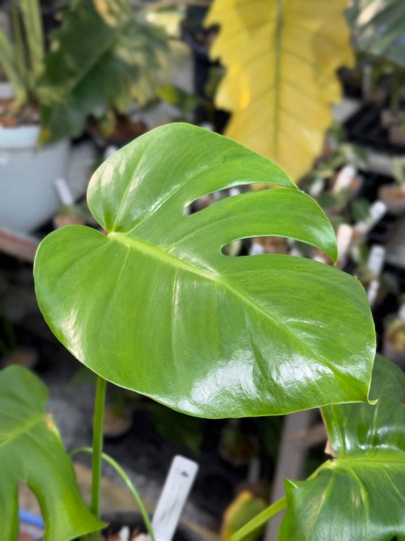 モンステラ　デリシオーサ　抹茶斑入り　グリーンオングリーン　美遺伝子株