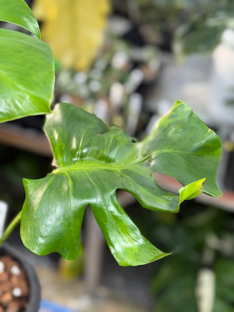 モンステラ　デリシオーサ　抹茶斑入り　グリーンオングリーン　美遺伝子株