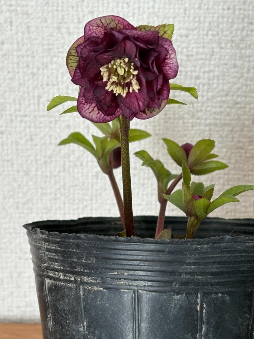 【mirakohujinさま専用】　認定　アンティークアフロディーテ