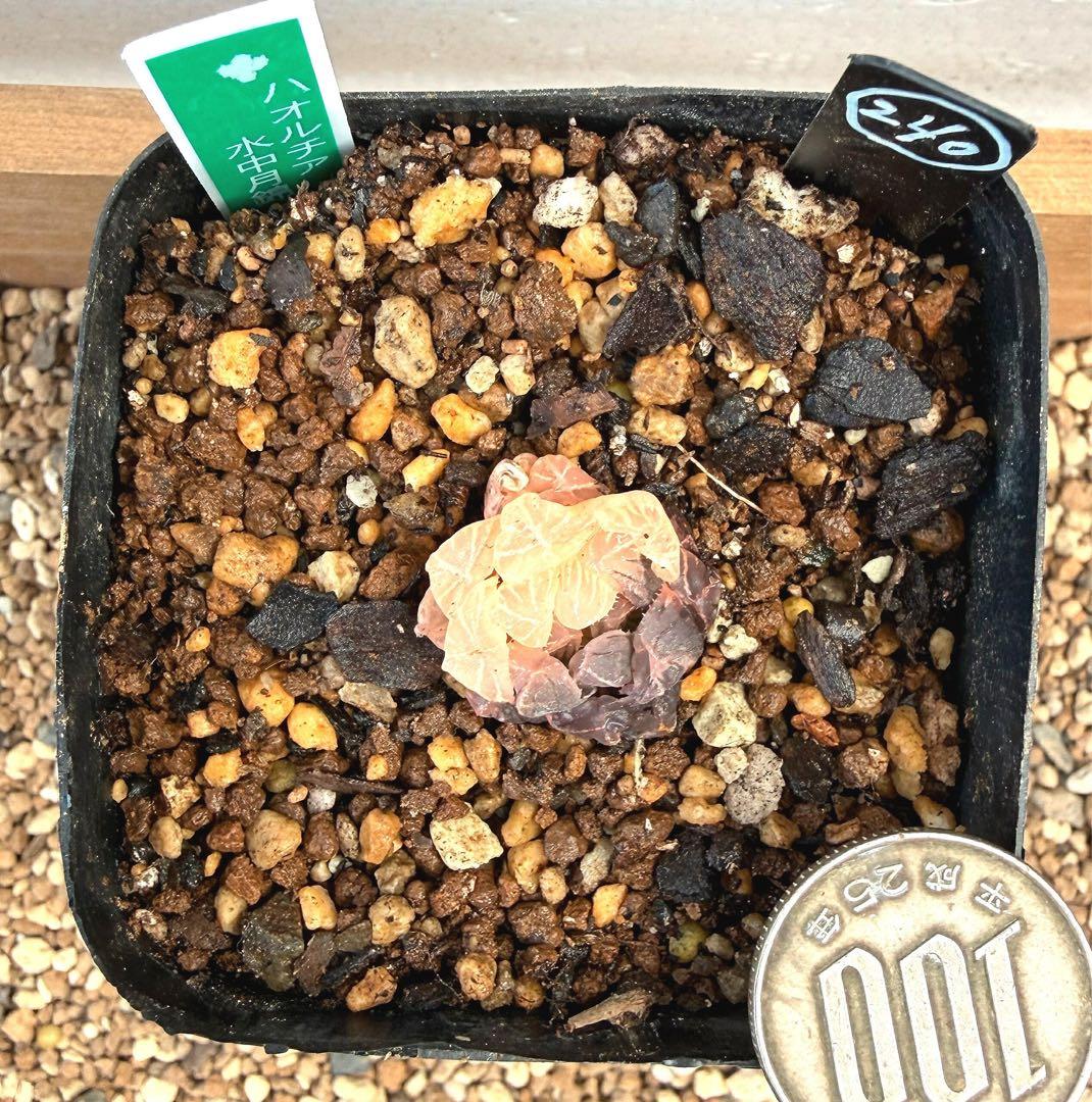 微根発根済‼️極上班‼️多肉植物 ハオルチア オブツーサ錦 水中月錦