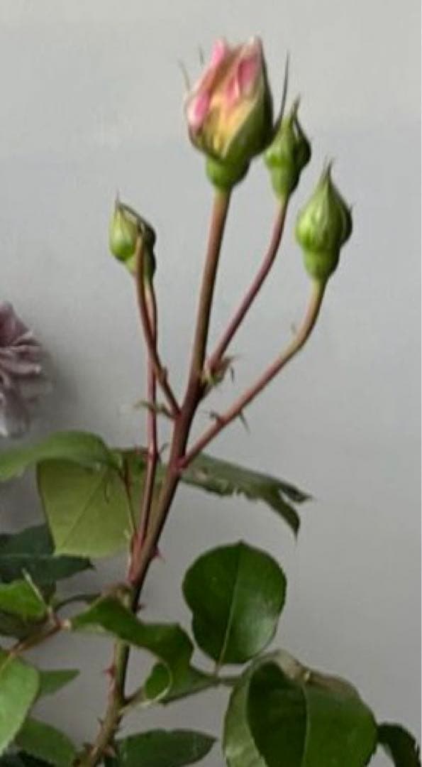 薔薇　グレイパール（HT）接木苗木 新奇な色彩　黒真珠のような趣のある花 蕾沢山