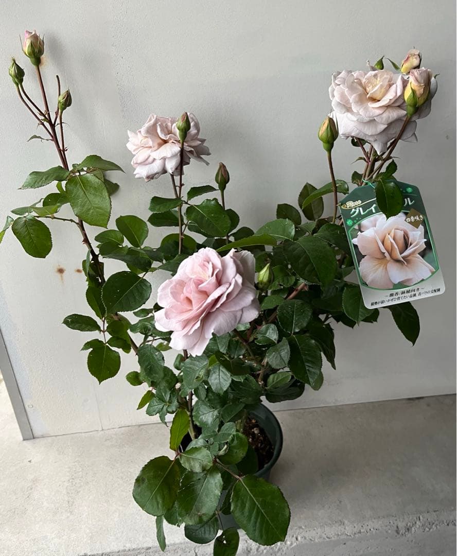 薔薇　グレイパール（HT）接木苗木 新奇な色彩　黒真珠のような趣のある花 蕾沢山