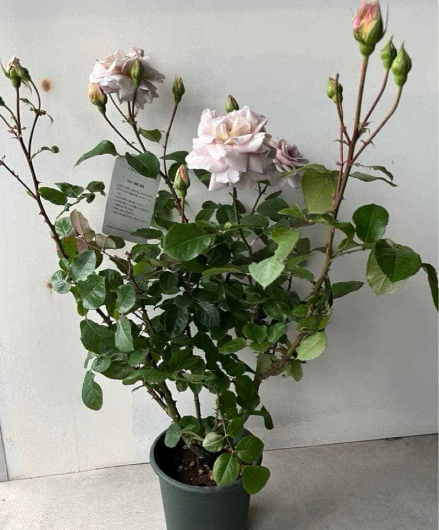 薔薇　グレイパール（HT）接木苗木 新奇な色彩　黒真珠のような趣のある花 蕾沢山