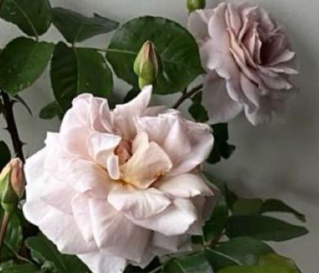 薔薇　グレイパール（HT）接木苗木 新奇な色彩　黒真珠のような趣のある花 蕾沢山