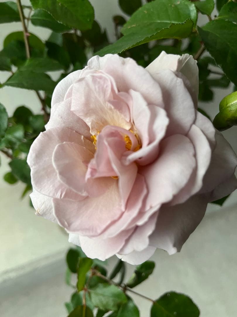 薔薇　グレイパール（HT）接木苗木 新奇な色彩　黒真珠のような趣のある花 蕾沢山