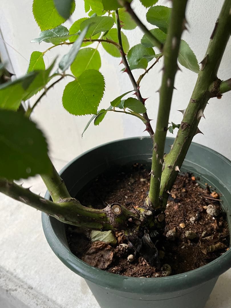 薔薇　グレイパール（HT）接木苗木 新奇な色彩　黒真珠のような趣のある花 蕾沢山