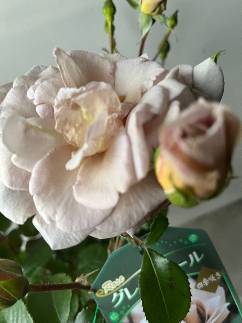 薔薇　グレイパール（HT）接木苗木 新奇な色彩　黒真珠のような趣のある花 蕾沢山