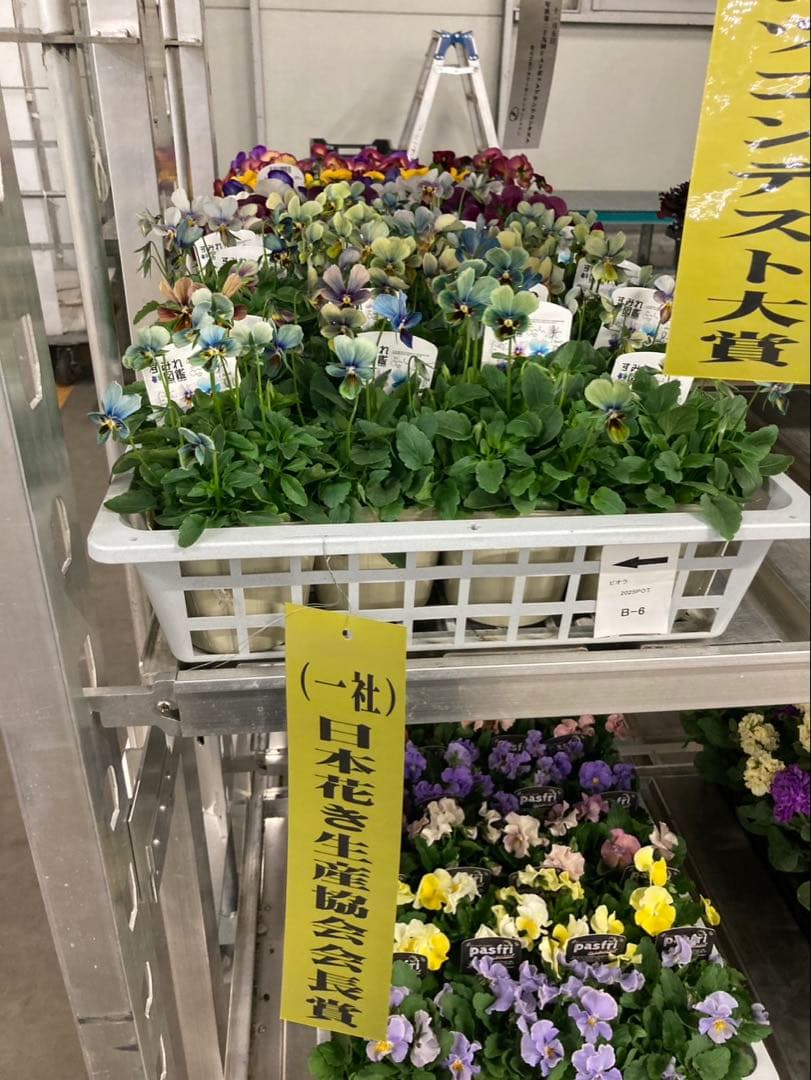 ち*わ様 すみれ図鑑　ビオラ　④濃緑青