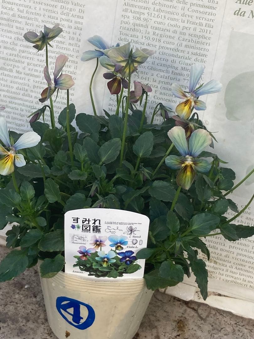 ち*わ様 すみれ図鑑　ビオラ　④濃緑青