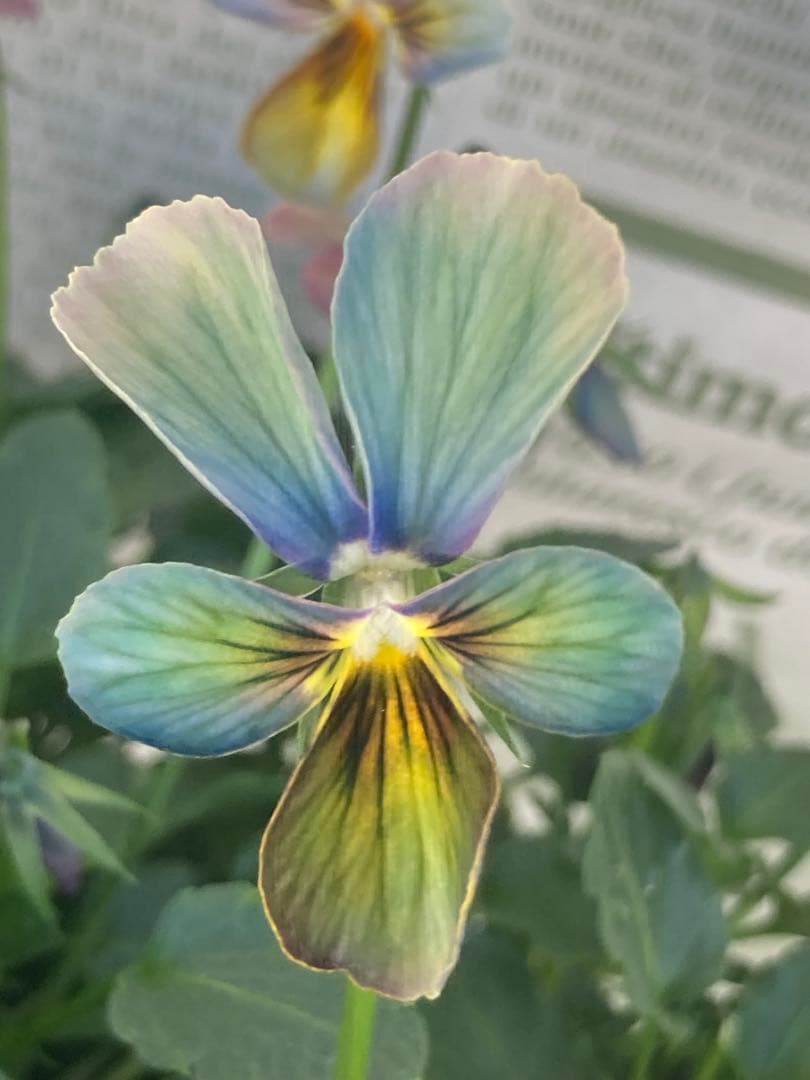 ち*わ様 すみれ図鑑　ビオラ　④濃緑青