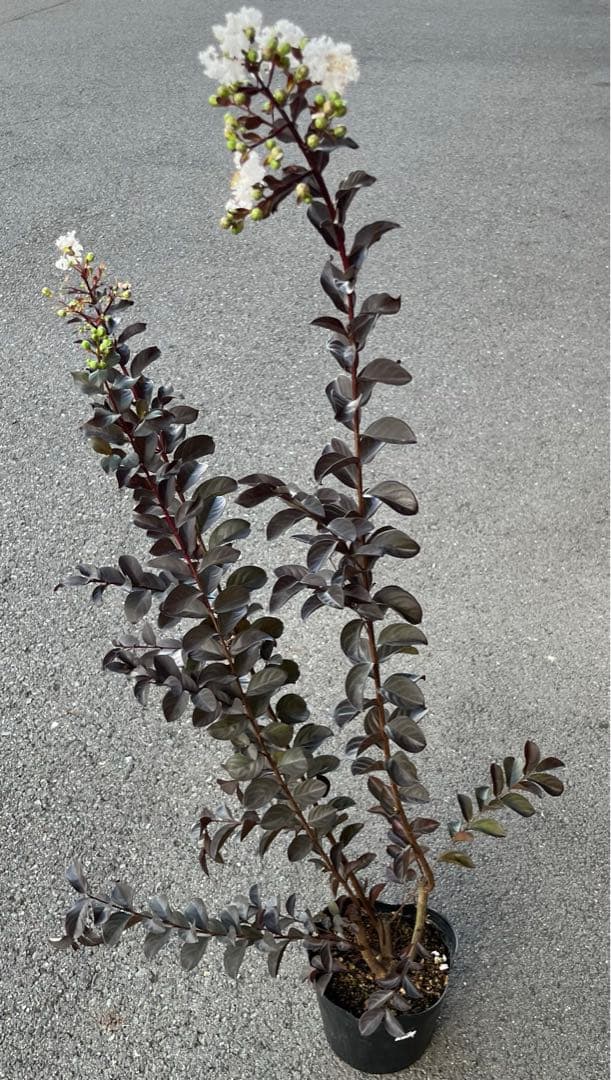 サルスベリ ブラックパール ホワイト ★新品種 大株株立ち 約1.2m 宅急便