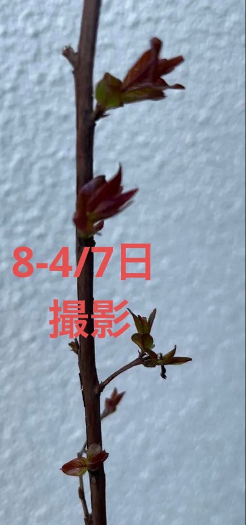 サルスベリ ブラックパール ホワイト ★新品種 大株株立ち 約1.2m 宅急便