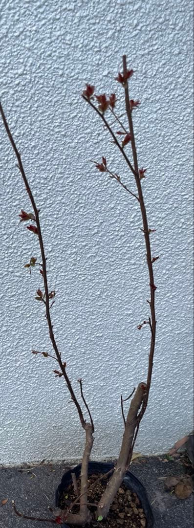 サルスベリ ブラックパール ホワイト ★新品種 大株株立ち 約1.2m 宅急便