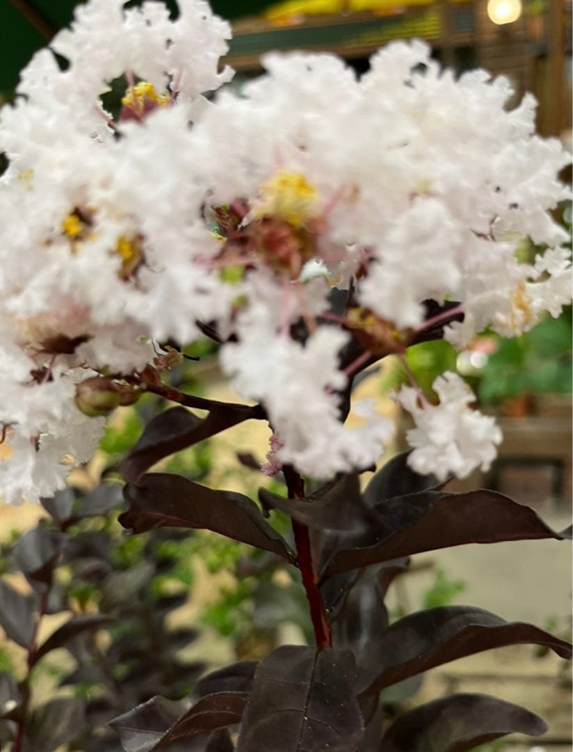 サルスベリ ブラックパール ホワイト ★新品種 大株株立ち 約1.2m 宅急便