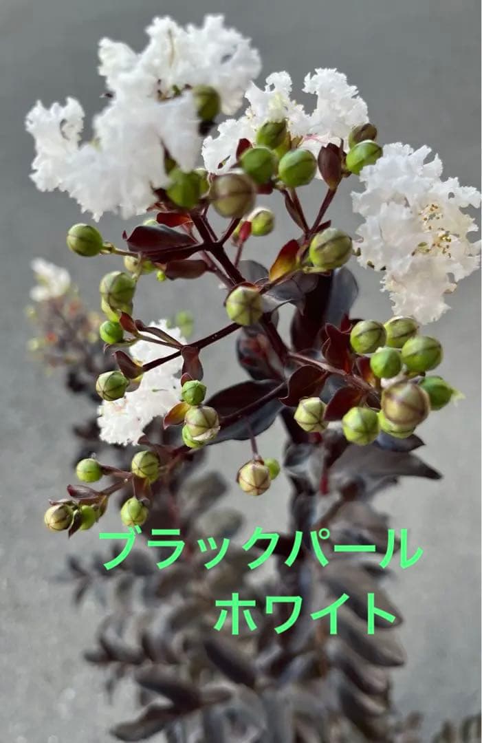 サルスベリ ブラックパール ホワイト ★新品種 大株株立ち 約1.2m 宅急便