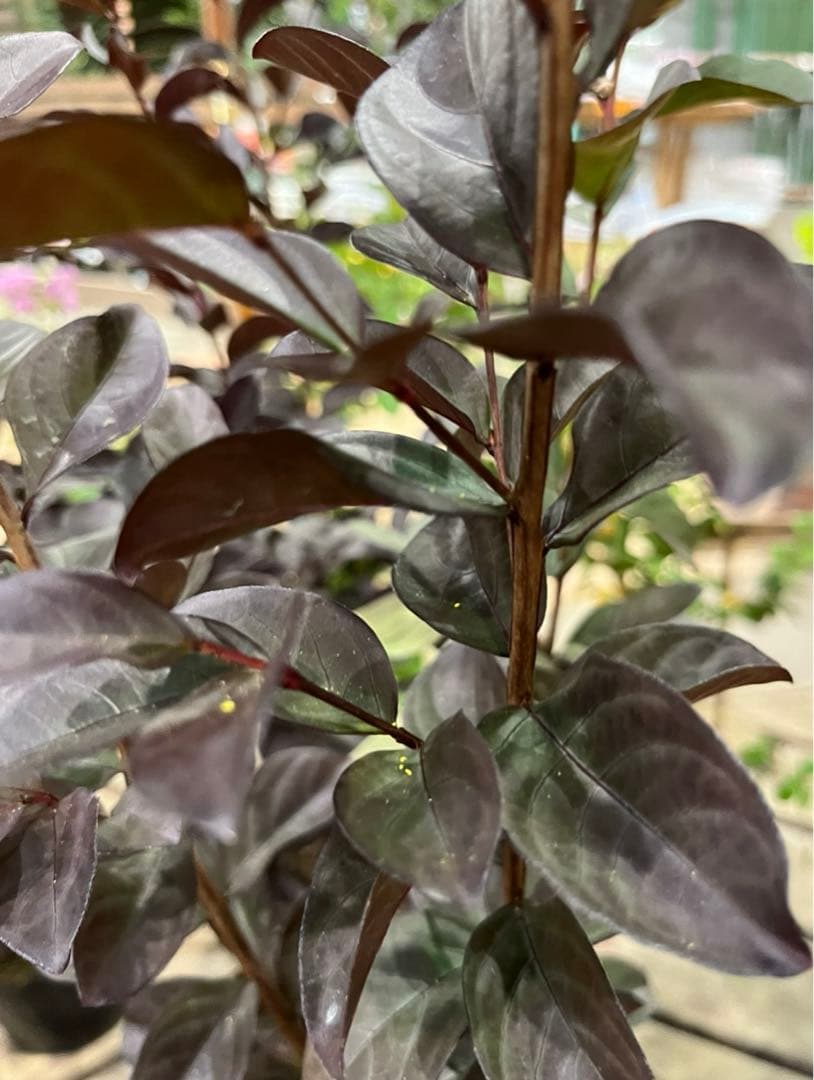 サルスベリ ブラックパール ホワイト ★新品種 大株株立ち 約1.2m 宅急便