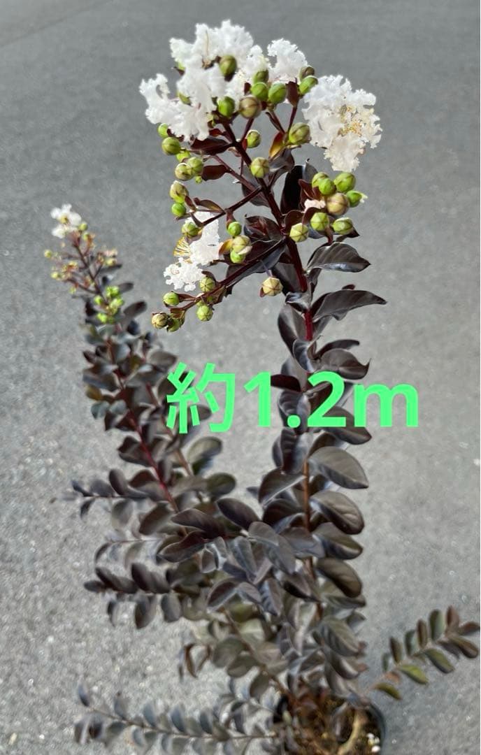 サルスベリ ブラックパール ホワイト ★新品種 大株株立ち 約1.2m 宅急便