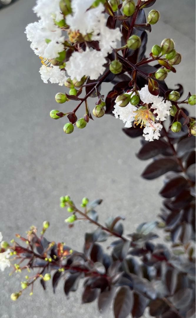 サルスベリ ブラックパール ホワイト ★新品種 大株株立ち 約1.2m 宅急便