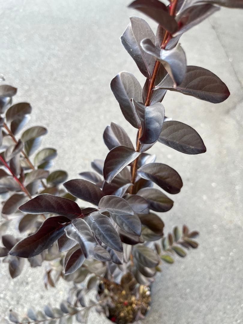 サルスベリ ブラックパール ホワイト ★新品種 大株株立ち 約1.2m 宅急便