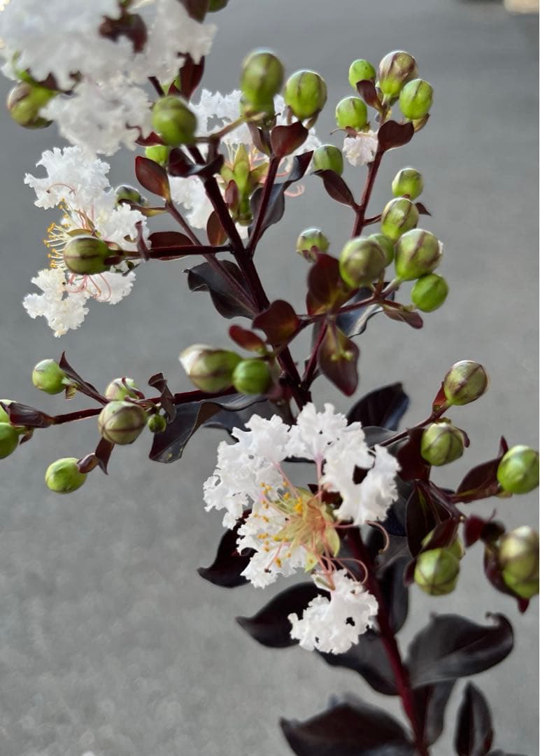 サルスベリ ブラックパール ホワイト ★新品種 大株株立ち 約1.2m 宅急便