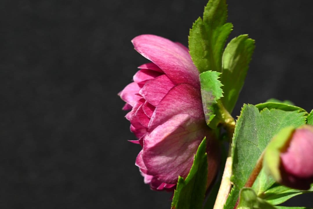 クリスマスローズ 珍品！認定札3枚！グロッシーシャガール 香り付き