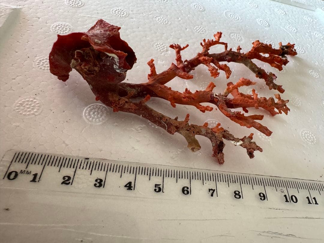 宝石珊瑚　血赤珊瑚　原木