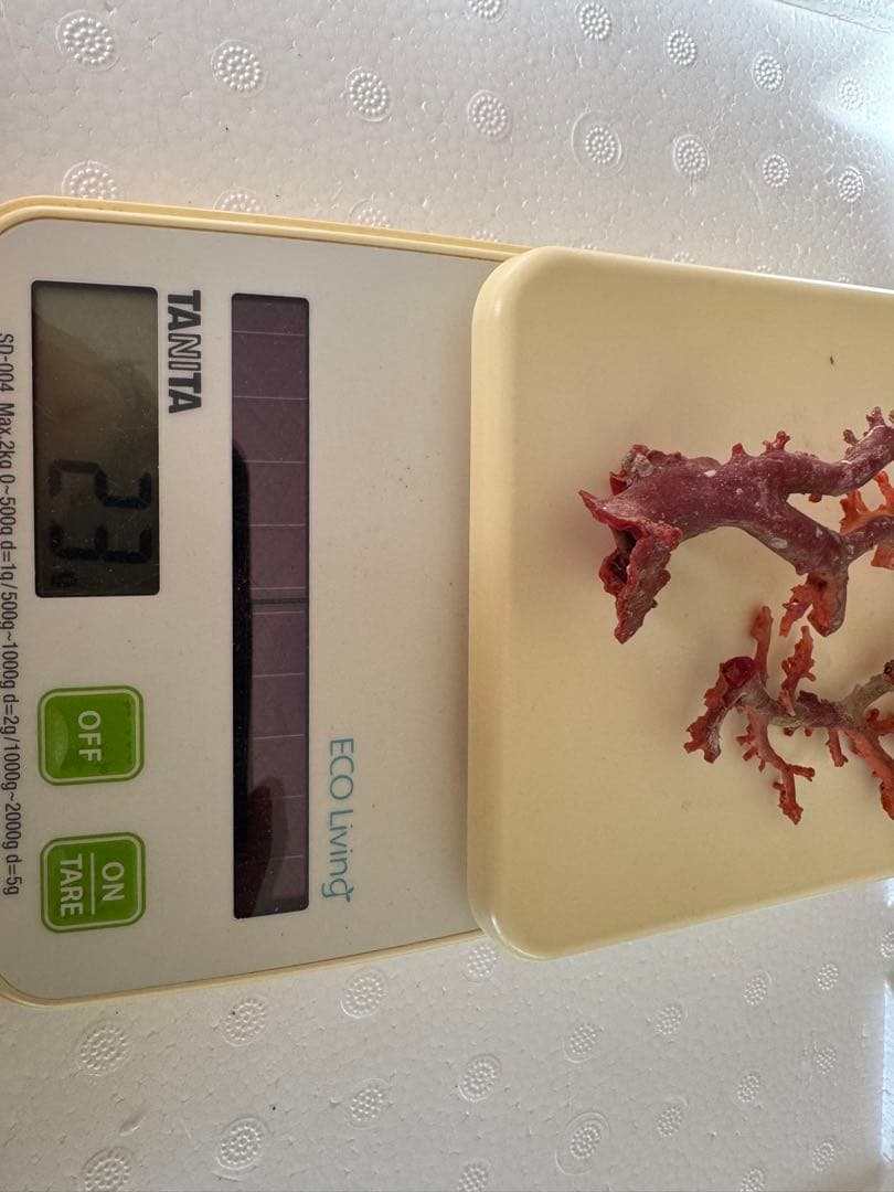 宝石珊瑚　血赤珊瑚　原木