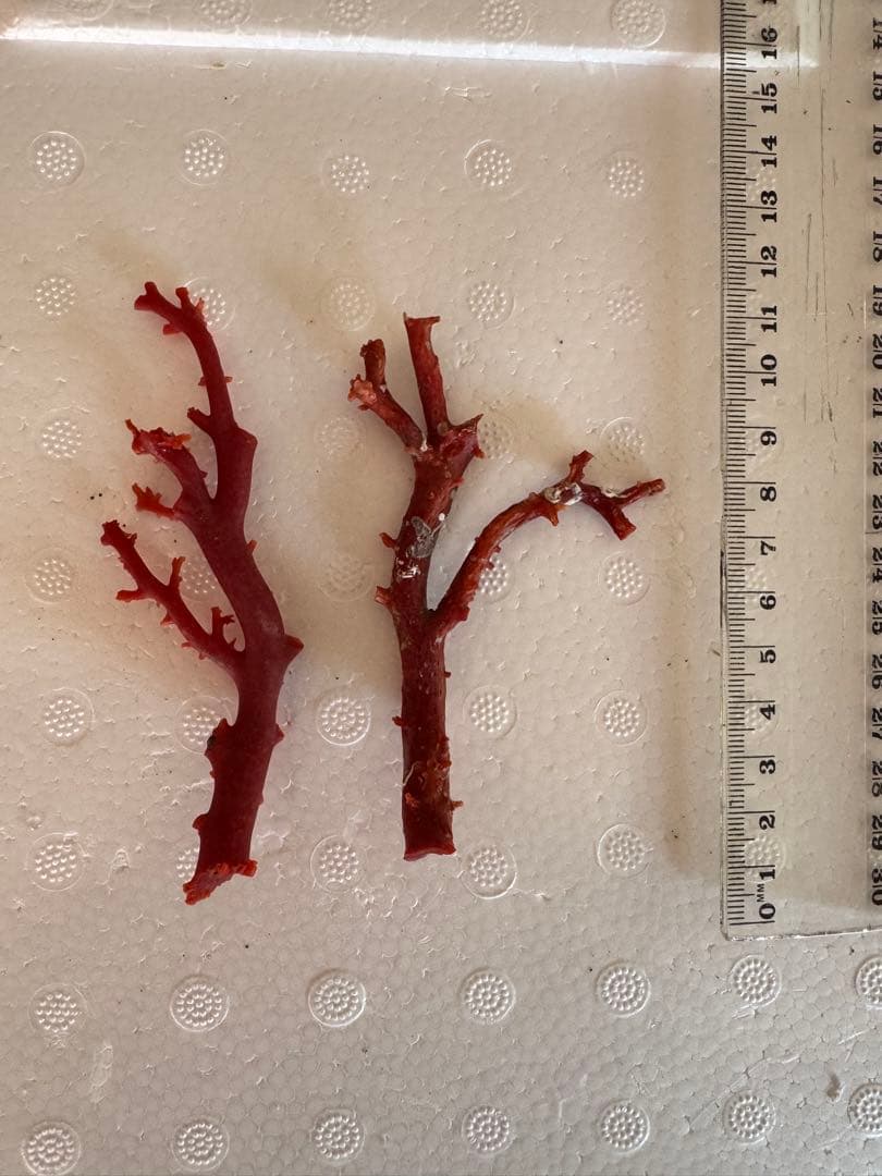 宝石珊瑚　血赤珊瑚　原木