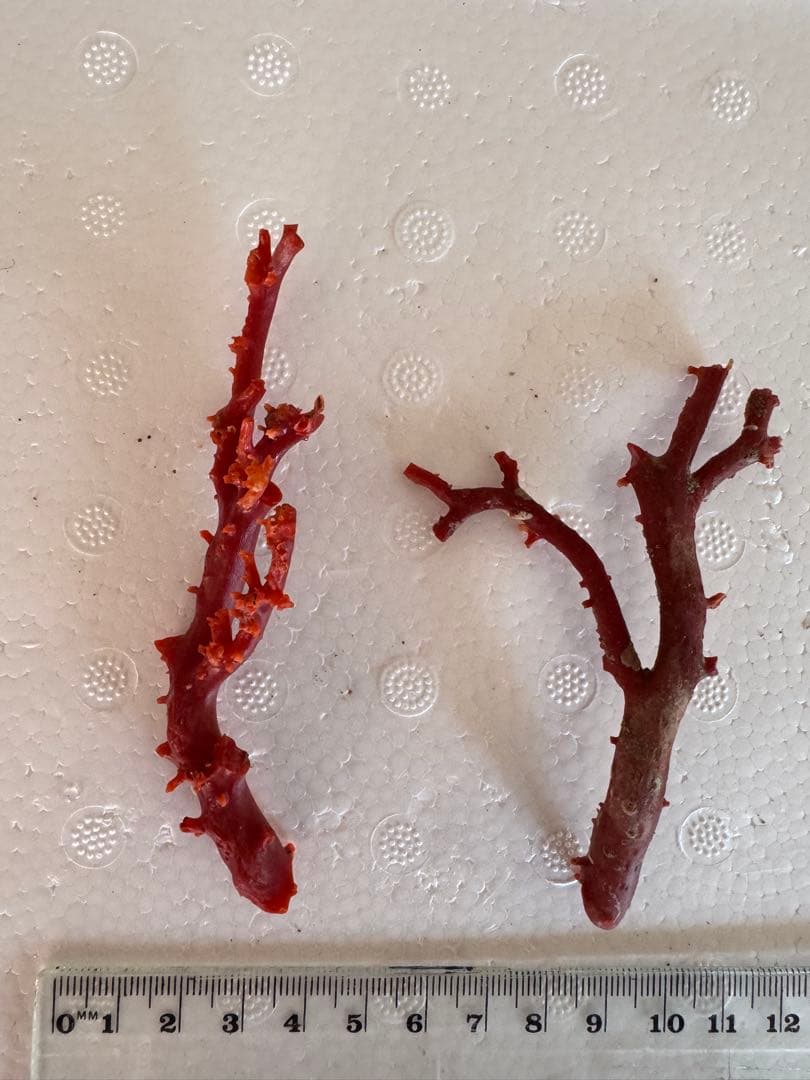 宝石珊瑚　血赤珊瑚　原木