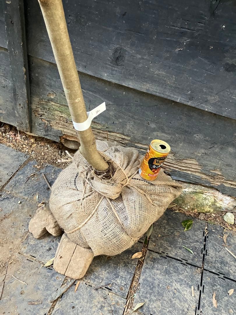 80 山採り　アオハダ