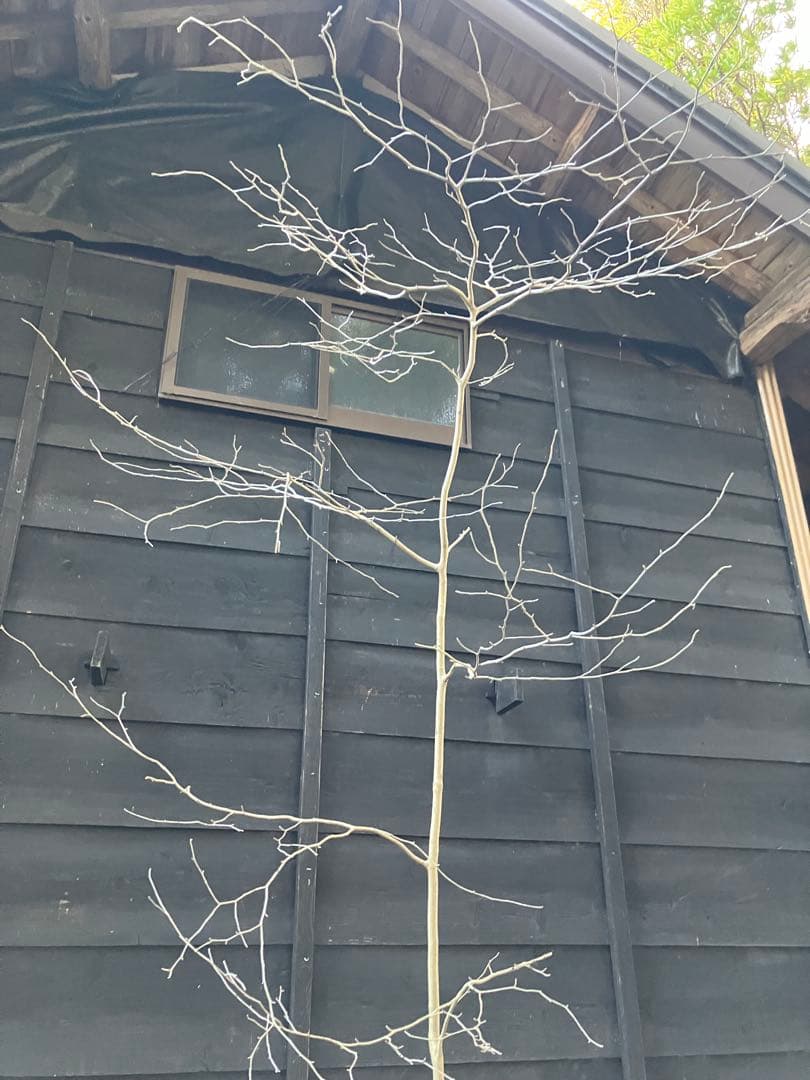 80 山採り　アオハダ