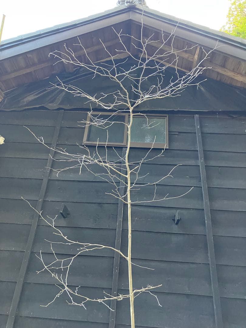 80 山採り　アオハダ