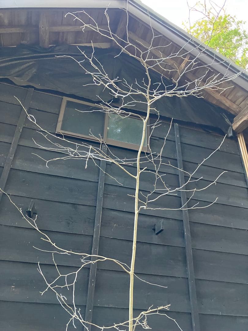 80 山採り　アオハダ