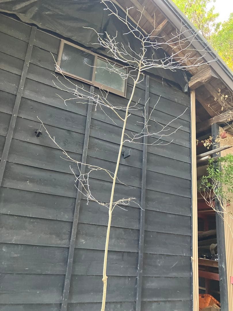 80 山採り　アオハダ