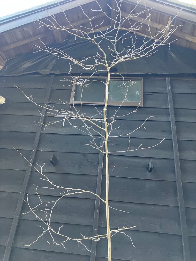 80 山採り　アオハダ