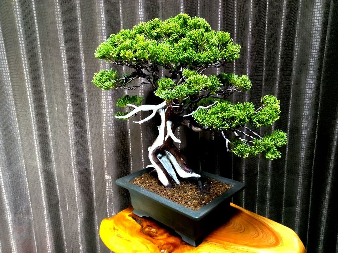 【中品　正木　真柏盆栽】　　　　⭕古木、太幹、足元抜群❗