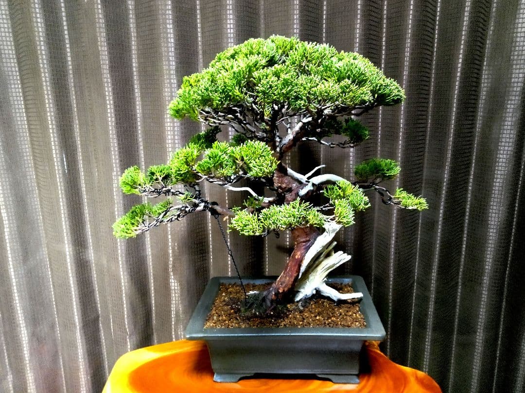 【中品　正木　真柏盆栽】　　　　⭕古木、太幹、足元抜群❗