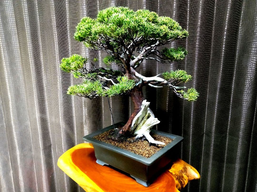 【中品　正木　真柏盆栽】　　　　⭕古木、太幹、足元抜群❗