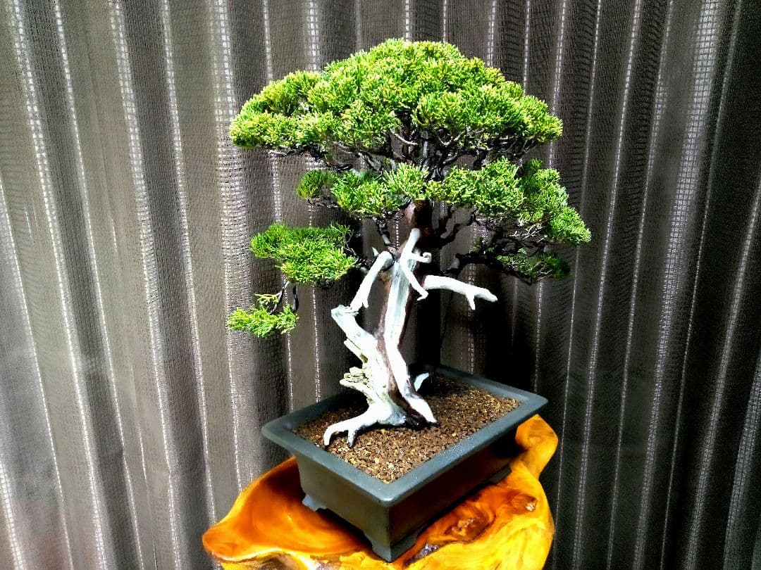 【中品　正木　真柏盆栽】　　　　⭕古木、太幹、足元抜群❗