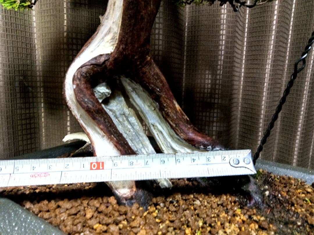 【中品　正木　真柏盆栽】　　　　⭕古木、太幹、足元抜群❗