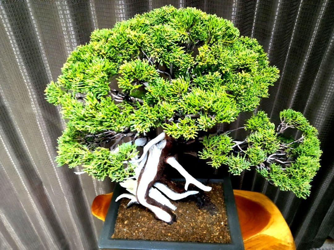 【中品　正木　真柏盆栽】　　　　⭕古木、太幹、足元抜群❗