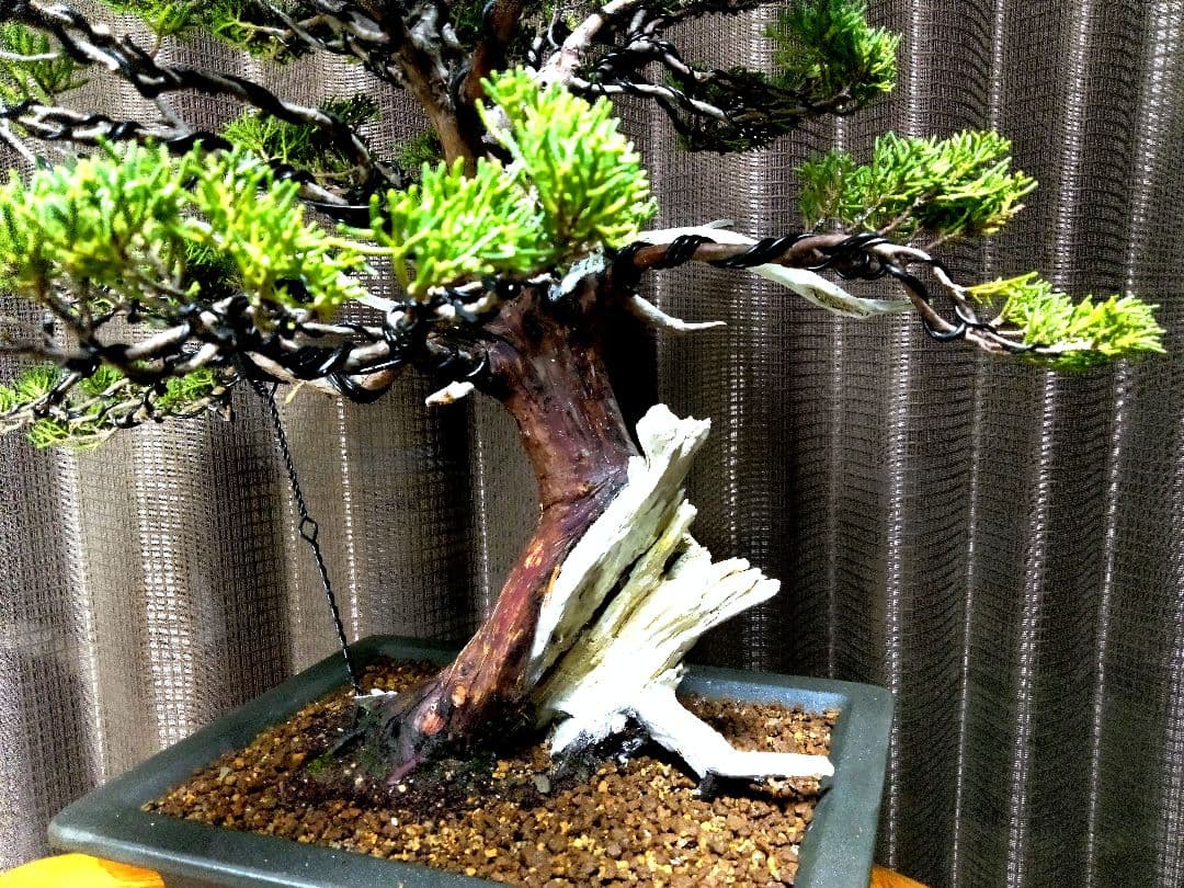 【中品　正木　真柏盆栽】　　　　⭕古木、太幹、足元抜群❗