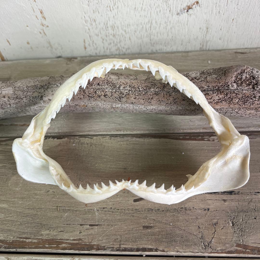 サメの顎標本 約15cm - メルカリ