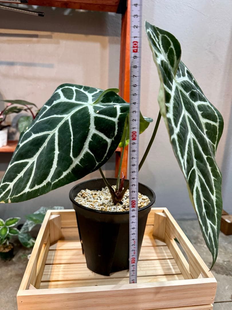 アンスリウム原種 クリスタリナム サウスアメリカ ダークフォーム 大株