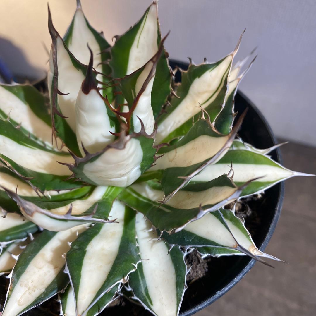 アガベ　ホリダ　白中斑　在庫ラスト1